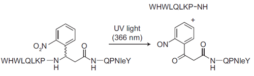 Photocleavable Alpha-Factor for Yeast