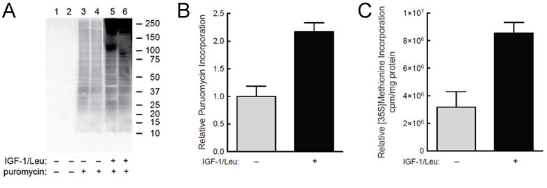 Puromycin mAb