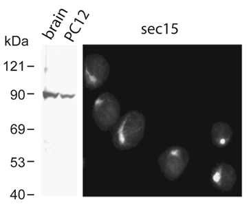 Anti-exocyst complex sec15 subunit, clone 15S2G6