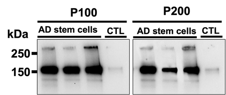 Prion Antibody