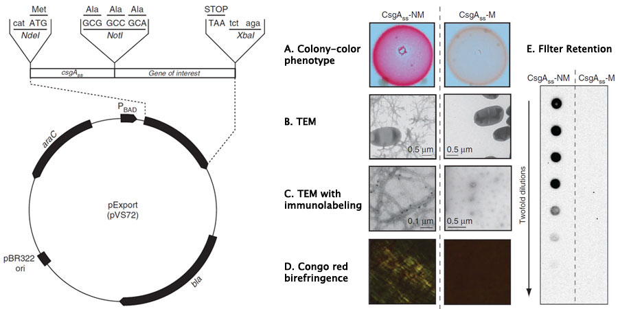 Plasmid Map and Data