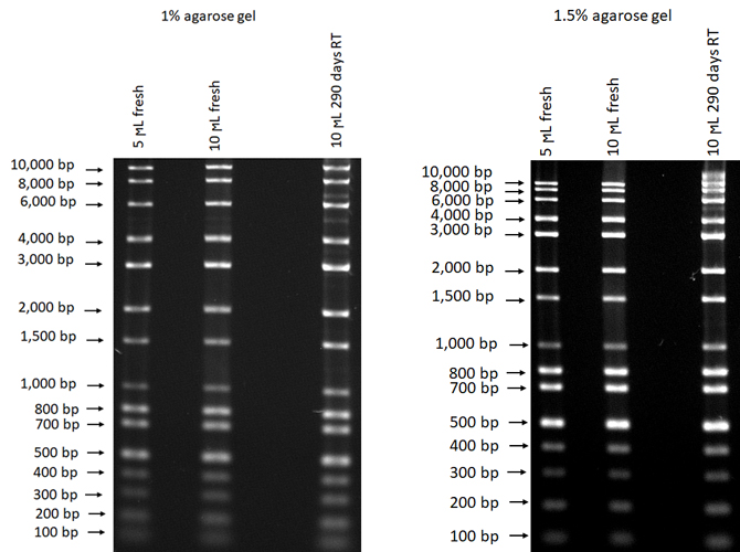 DNA Ladder