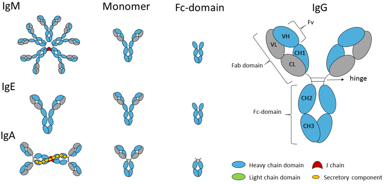 Fc Immunoglobulin