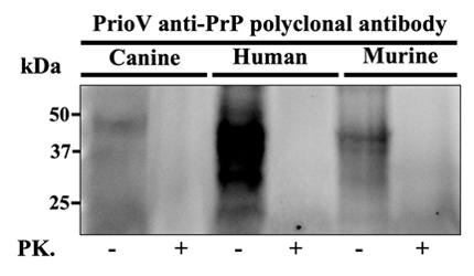 Prion Antibody