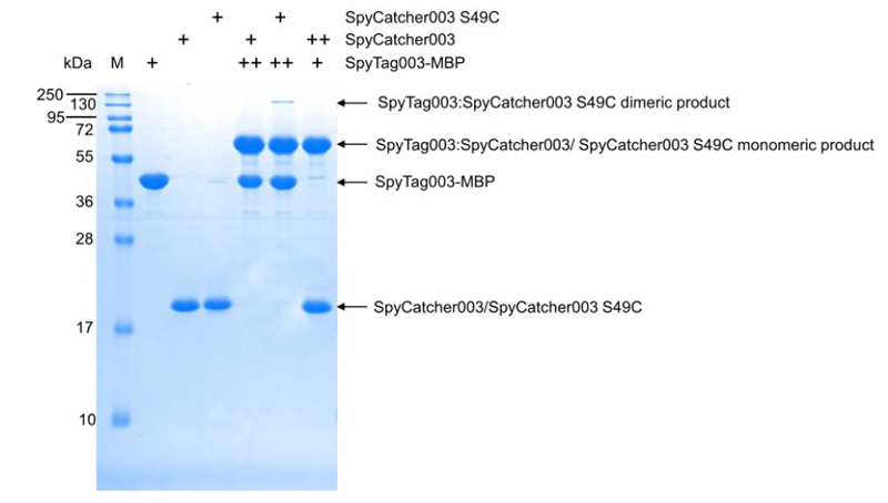 SpyCatcher/SpyTag