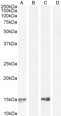 WB Data