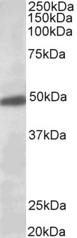 WB Data