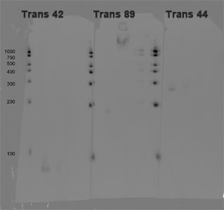 WB Data