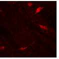 Anti-tdTomato [16D7] Antibody