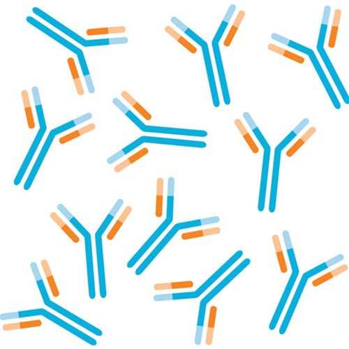 Anti-F. tularensis LVS Chaperone Protein DnaK [193] Antibody
