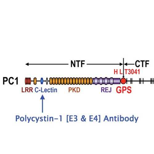 Anti-Polycystin-1 [E3] Antibody