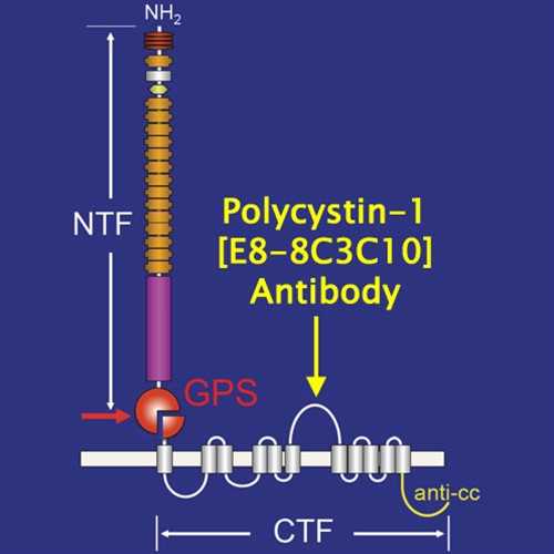 Anti-Polycystin-1 [E8-8C3C10] Antibody