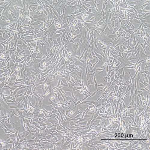 Canine Osteosarcoma Cell Line (OSCA-40)