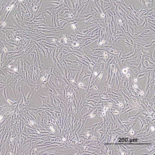 Canine Osteosarcoma Cell Line (OSCA-78)