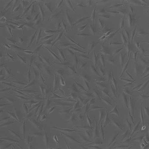 Canine Melanoma Cell Line (TLM-1)