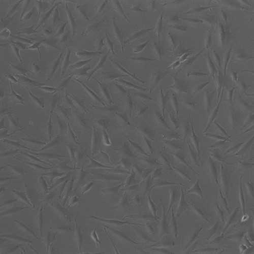 Canine Melanoma Cell Line (TLM-1)