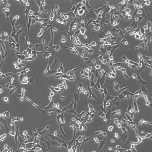 Canine Melanoma Cell Line (CMGD-2)