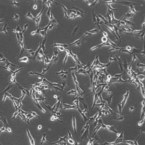 Canine Melanoma Cell Line (CMGD-5)