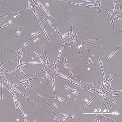 Canine Hemangiosarcoma Cell Line (EFB)