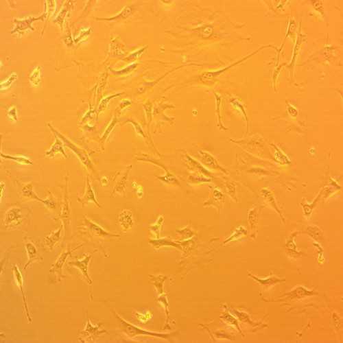 3T3-J2 Cell Line