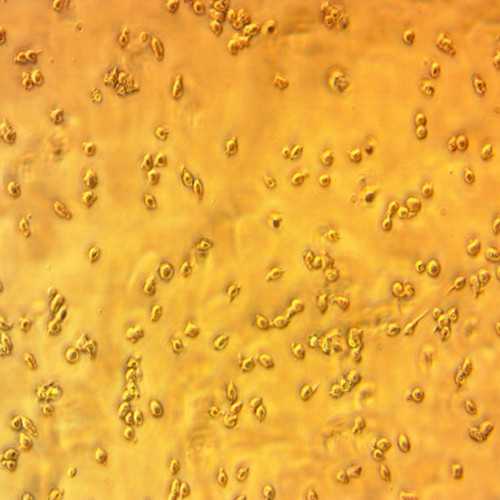 B Cell Activating Feeder Cell Line (EL-4-B5)