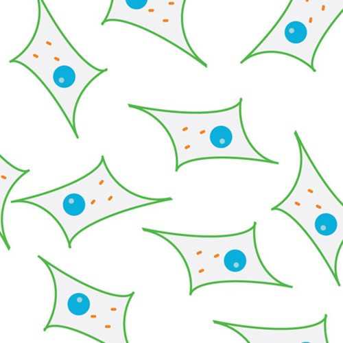 Renal Proximal Tubule Cell Line (RPT-I8)