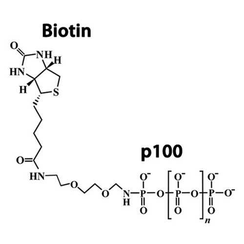 Biotinylated Polyphosphate, Medium Chain (p100)