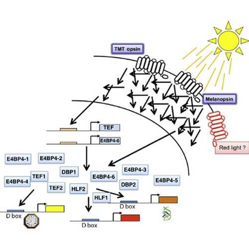 Zebrafish Circadian Clock Model Analysis Services