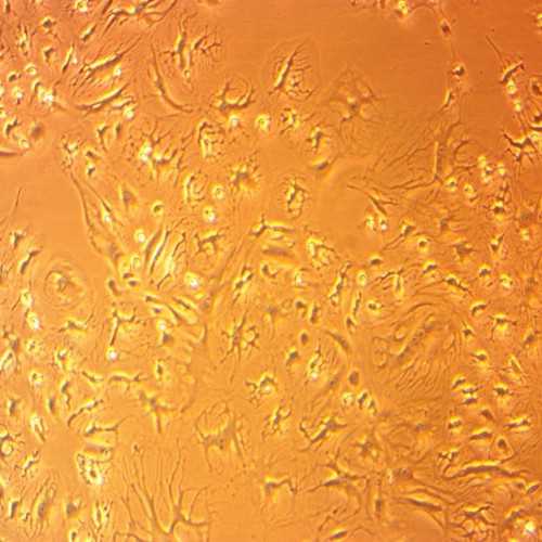 Eptesicus fuscus Kidney Cell Line (Efk3B)