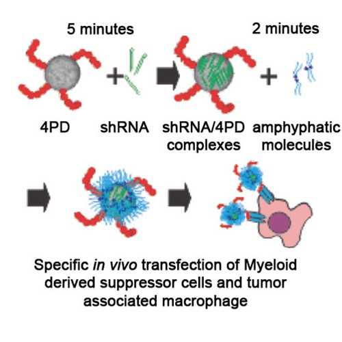 4PD in vivo MDSC/Mf Transfection Reagent