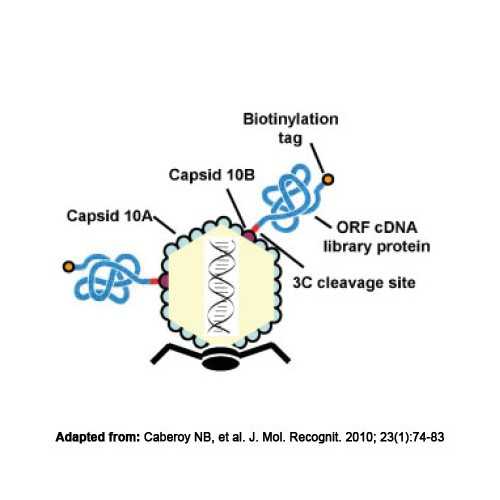 E. coli Strain BLT7FLAG