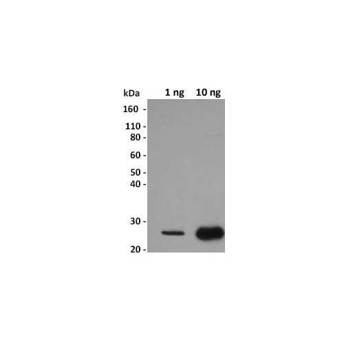 Anti-GST [5C12] Antibody
