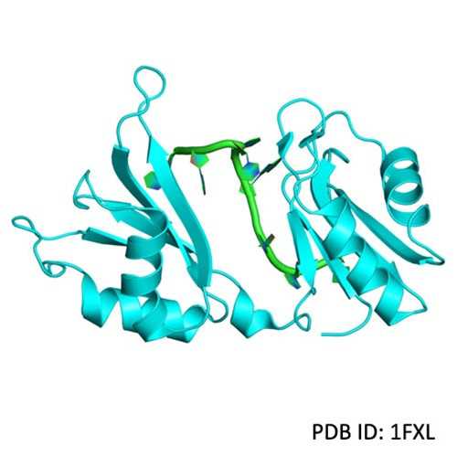 Recombinant HuD/ELAVL4 Neoantigen