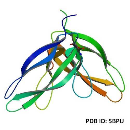 Human Norrin Protein