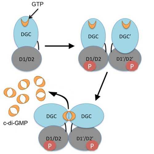 Engineered Diguanylate Cyclase