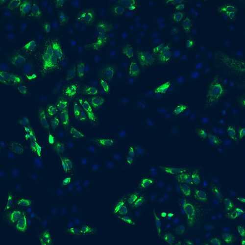 Anti-Zika Virus Envelope (E) Protein, ED3 Domain [3E10D1] Antibody