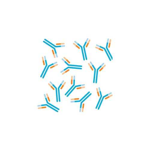 Anti-Phytochrome [Oat-9] Antibody