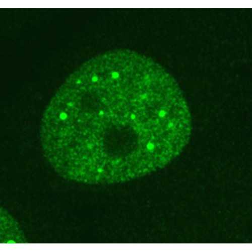 Anti-SUMO2/SUMO3 [8A2] Antibody