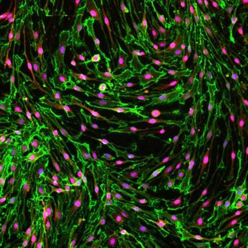 Rat Primary Schwann Cells