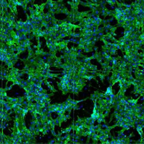 Thy-1 Positive Rat Fibroblasts