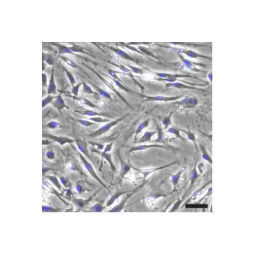 Rat Epineurial Cells