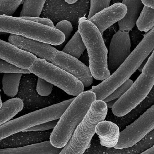 Baculovirus AcMNPV Expressing E. coli Cell Line (DE35)