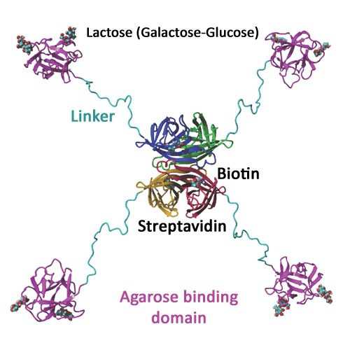 Streptavidin Mutein Matrix SAVSBPM18