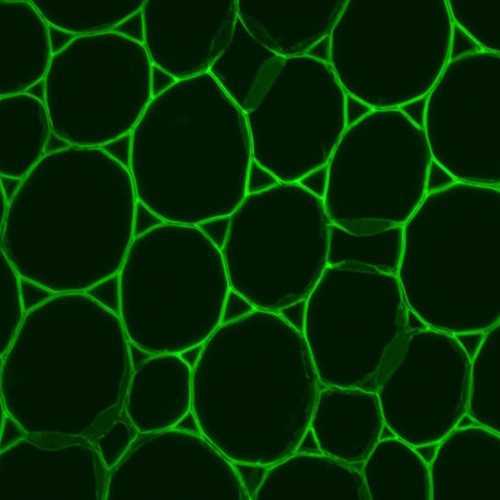 Anti-Pectic polysaccharide (Homogalacturonan) [LM19] Antibody, 5mL (supernatant)