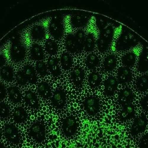 Anti-Pectic polysaccharide (Homogalacturonan) [LM20] Antibody, 5mL (supernatant)