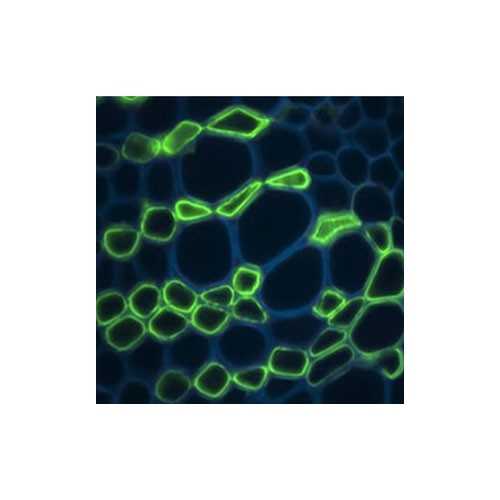 Anti-Pectic polysaccharide (Homogalacturonan) [JIM7] Antibody, 5mL (supernatant)