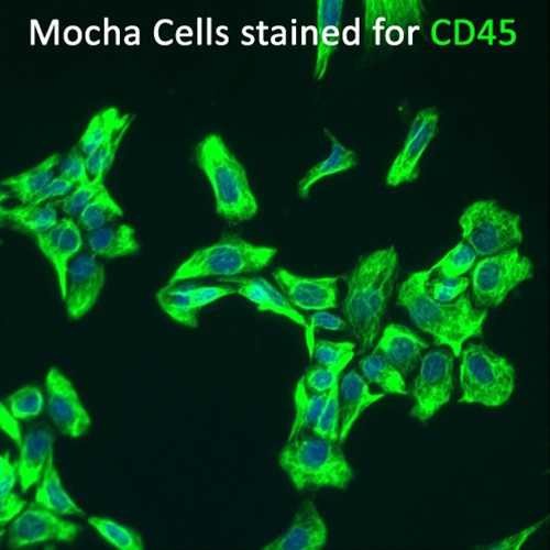 Rat Cochlear Microglial Cell Line (Mocha)