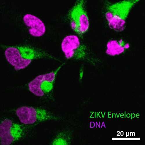 Anti-Zika Virus (MR766) Envelope (E) Protein Antibody