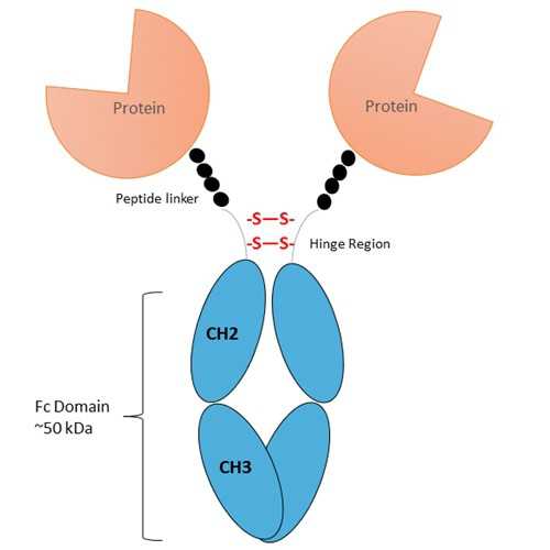 Recombinant mouse PD-1 Fc-Fusion Protein