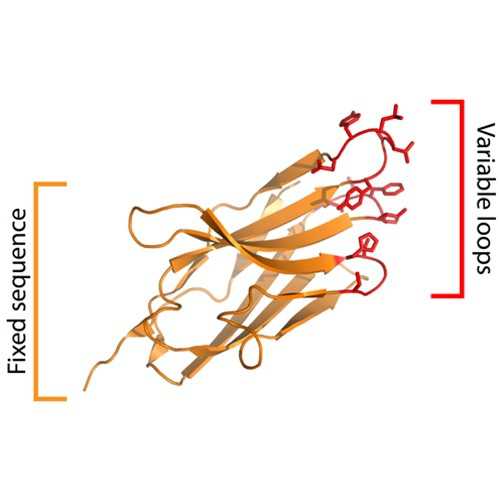 Yeast-Display Nanobody Library (NbLib)